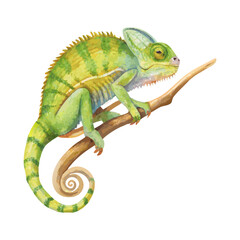 Detailed green chameleon  watercolor painting  vector art design