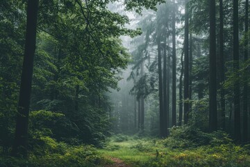 Obraz premium Misty forest path, green trees, nature, calm background, travel