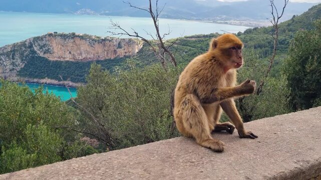 A cute Barbary macaque munches on nuts offered by a human hand. Behind it, the dramatic cliffs of the North African Mediterranean coast rise above the deep blue sea. Filmed near Bejaia, Algeria