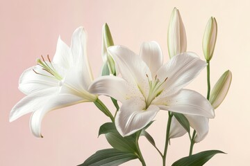 Obraz premium Elegant white lilies in full bloom, delicate petals and lush green leaves against a soft pink background.