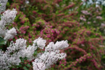layers of colorful lilac bushes