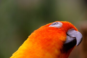 A colorful bird with bright orange feathers and a dark beak perches amidst a lush natural setting....
