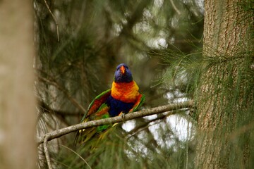 This vibrant parrot displays a stunning array of colors as it sits gracefully on a branch surrounded by rich green trees and foliage, capturing the beauty of nature