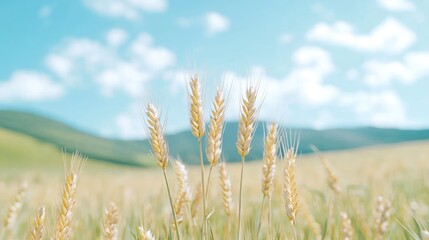Fototapeta premium Golden wheat field under a summer sky