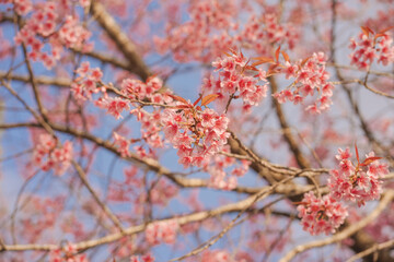 travel in nature concept with pink cherry blossom tree and clear sky in springtime season