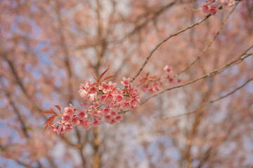 travel in nature concept with pink cherry blossom tree and clear sky in springtime season
