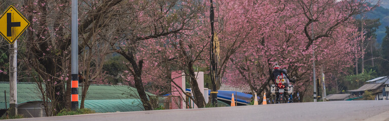 travel in nature concept with pink cherry blossom tree and country road in springtime season