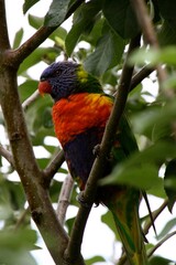 A vibrant parrot with bright orange, yellow, and green feathers rests on a branch, surrounded by rich green foliage. The tranquil atmosphere highlights its stunning colors