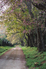Fototapeta premium solo traveler in nature concept with country road with pink cherry blossom tree in springtime season