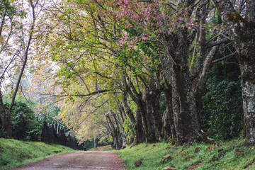 solo traveler in nature concept with country road with pink cherry blossom tree in springtime season