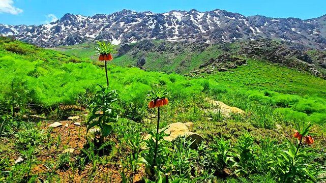 Fritillaria imperialis flourish in a tranquil alpine meadow&mdash;an untouched valley where wild elegance blooms beneath majestic mountain peaks.
📍Hawraman Takht, Kurdistan 