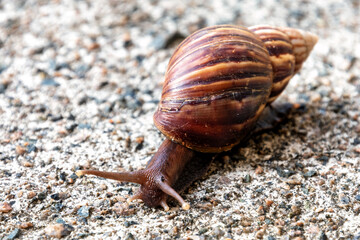 Close-up view of a large Giant African land snail making its way across a gravel surface
