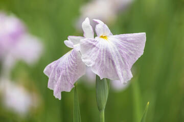 Japanese iris