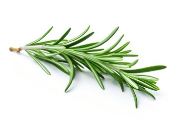Fototapeta premium Rosemary herbs rosemary herbal.