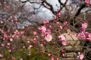 春を告げる梅園
