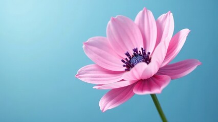 Fototapeta premium A Delicate Pink Blossom Against a Serene Light Blue Background, Symbolizing Purity, Grace, and the Beauty of Nature's Simple Elegance