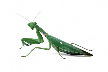 The praying mantis isolated on a white, green praying mantis seen from the side