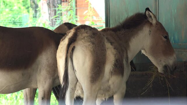 Donkeys, Couple Donkey, Ass Eating, Chewing Hay on Farmland, Countryside View