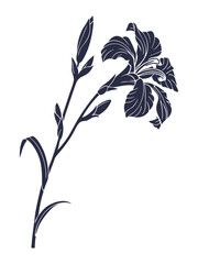 Naklejka premium vector illustration of a Iris flower