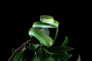 green viper snake, venomous and poisonous snake, trimeresurus albolabris