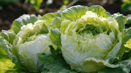 Fresh green cabbages in sunlit garden with lush leaves