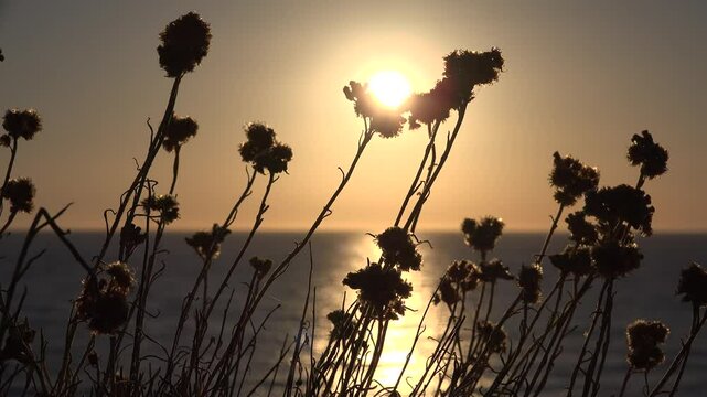 Desert Wild Flowers, Sunset Landscape on Coastline, Arid Plants on Seashore