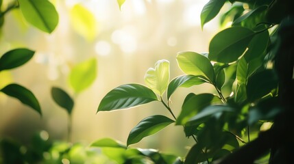 Obraz premium Sunlit green leaves in tranquil forest setting