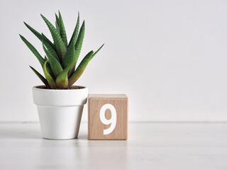 Number nine wooden block with small succulent plant