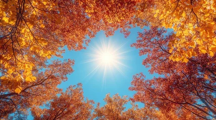  Vibrant autumn foliage frames a bright sunlit sky, creating a serene nature scene © Quietline