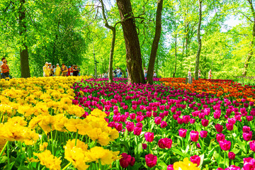 Obraz premium Multicolored tulips are blooming in the park. Annual Tulip Festival in St. Petersburg.