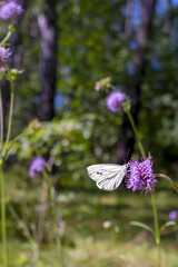 White butterfly on purple flowers in the woods. Copy space, place for text. Close-up