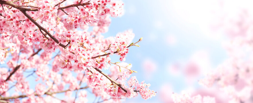 Horizontal banner with sakura flowers of pink color on sunny backdrop. Beautiful nature spring background with a branch of blooming sakura. Sakura blossoming season in Japan