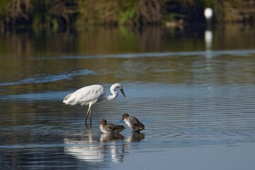 two teals on the lake in the background an egret, calm scenery on the lake, sunny day, brown waterfowl on the pond, light waves, white egret in the background, water reflection, peaceful landscape