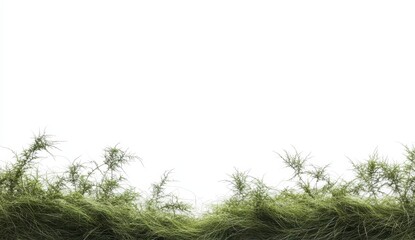 Green foliage against a white background, creating a minimalist nature scene