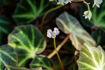 A close-up photo of a cute little white begonia flower.