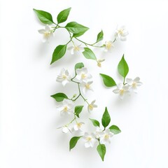 Fototapeta premium White flowers, green leaves, flat lay, studio shot, floral design