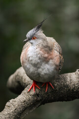 A close-up photo of a Crested Pigeon.