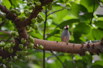 A close-up photo of a Java Sparrow bird.