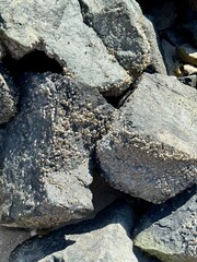 Coastal rocks covered with barnacles, showing marine life adaptation to tidal environments. The rough texture and crevices indicate prolonged exposure to seawater and waves.