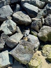 Large coastal rocks covered with barnacles and patches of green algae, partially buried in sand....
