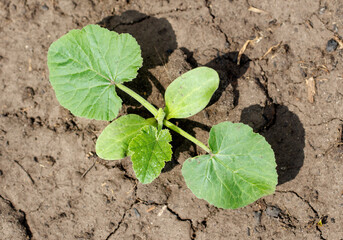 A small plant is growing in a dry, cracked soil