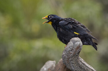 A close-up photo of a Mynah bird.
