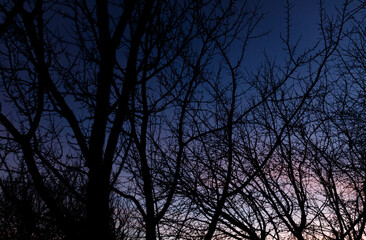 The sky is dark and the trees are bare