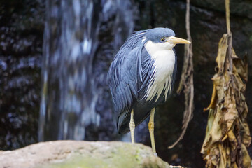 A close-up photo of a Pied Heron bird.

Keywords language: English