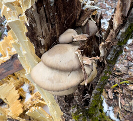 A tree stump with mushrooms growing on it