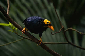 A close-up photo of a Yellow-Faced Mynah bird.