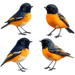 Fototapeta premium Orange and black birds isolated on white background. Four vibrant birds shown in profile, displaying their plumage.