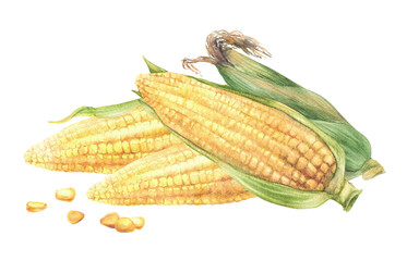 Sweet Corn.Watercolor realistic vegetables composition. Yellow cut and whole maize cob, kernel of corn, husks. Corn plant. Watercolor hand painted illustration for food label Isolated from background