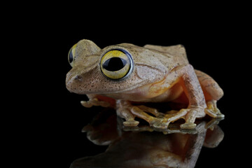 Rhacophorus margaritifer or Java flying frog on reflection, 
Javan flying frog closeup, Indonesian tree frog