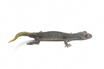 Golden-tailed gecko (Strophurus taenicauda), lizard isolted on white background, Golden-tailed gecko (Strophurus taenicauda) closeup